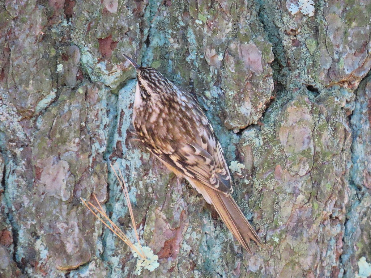Brown Creeper - ML643897856