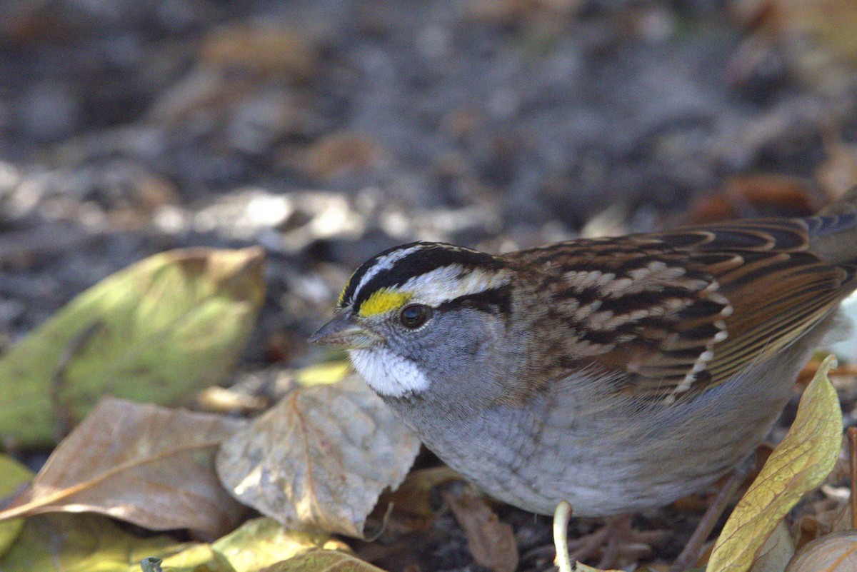 White-throated Sparrow - ML643897861