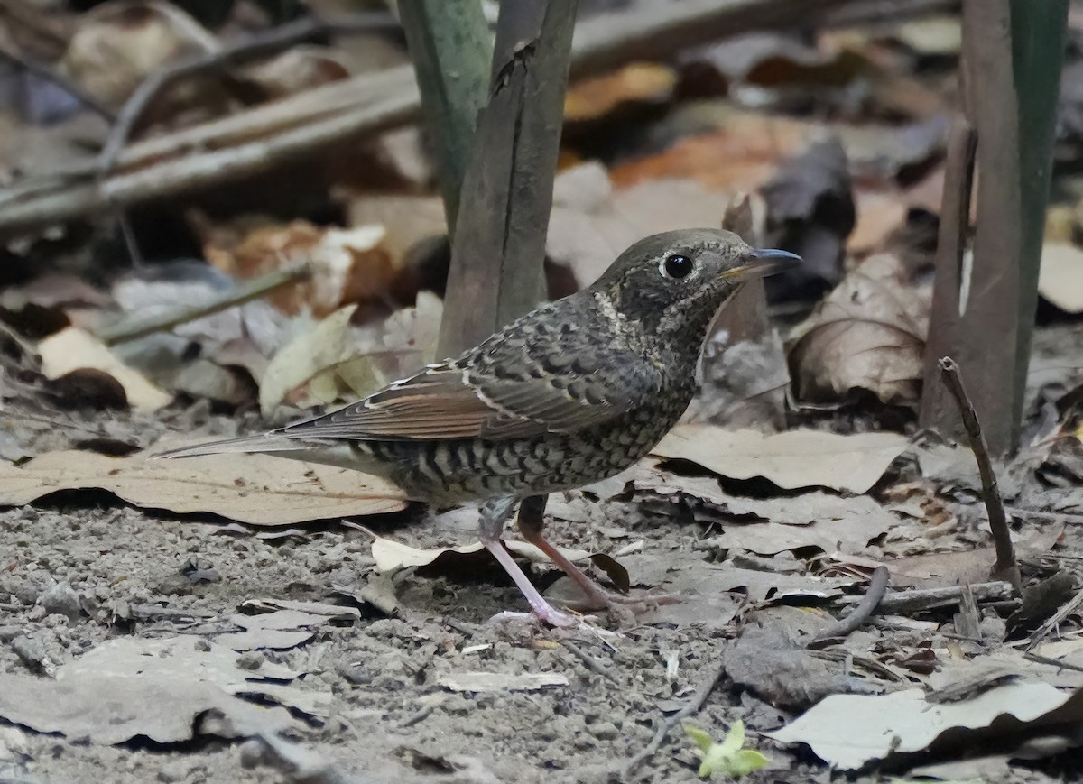 Ak Boğazlı Taşkızılı - ML643897863