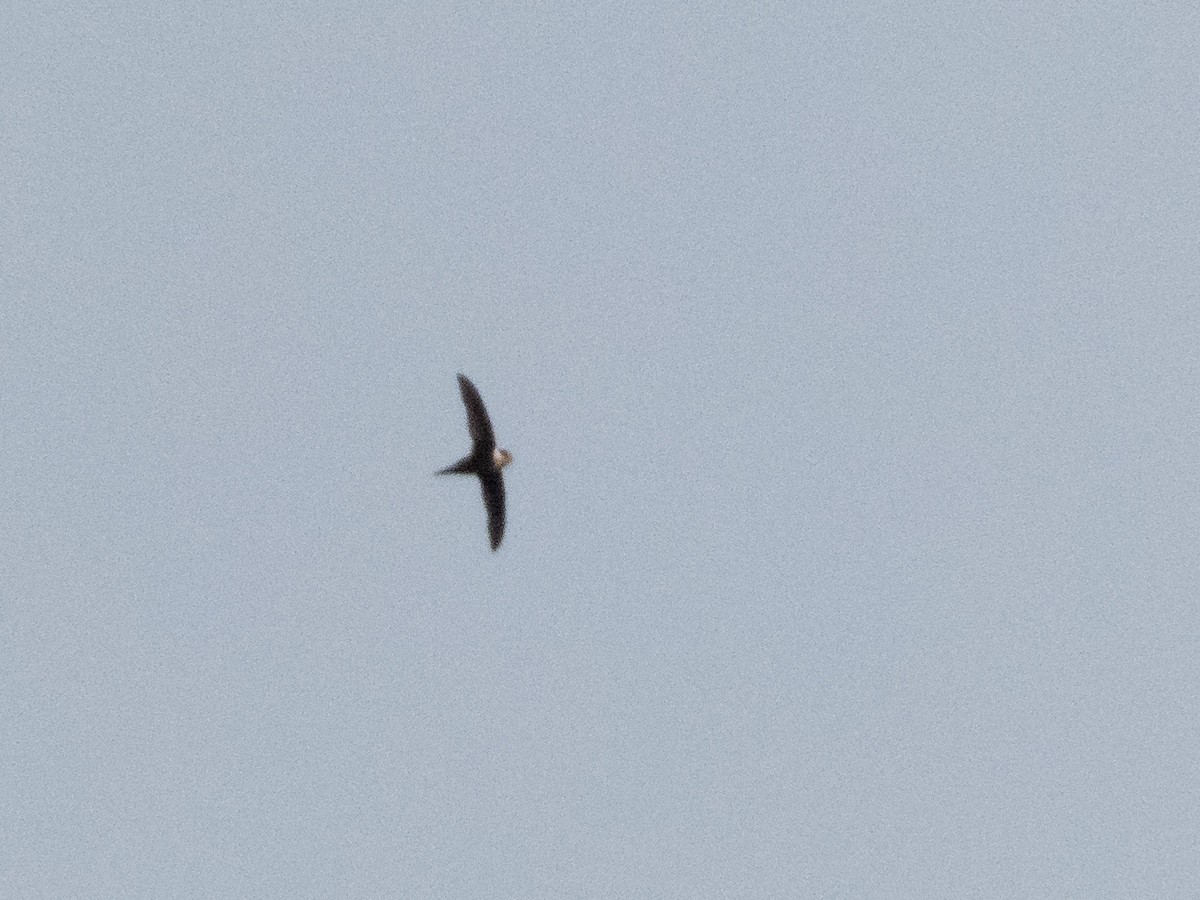 Lesser Swallow-tailed Swift - ML643897866