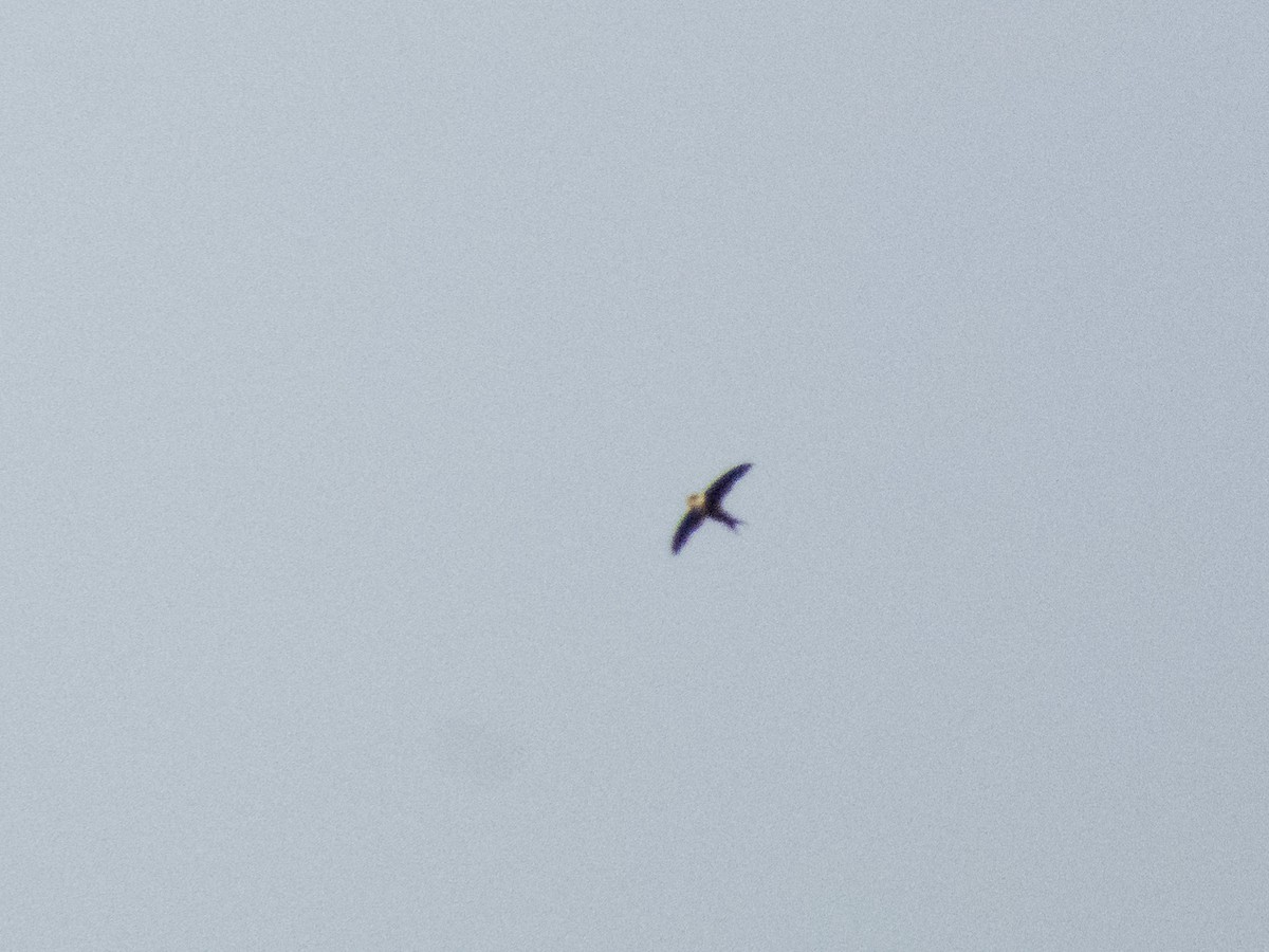 Lesser Swallow-tailed Swift - ML643897867