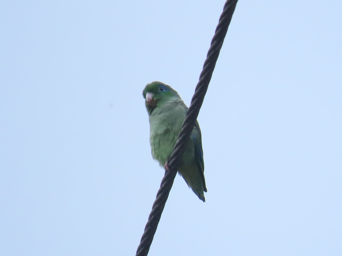 Spectacled Parrotlet - ML643897870