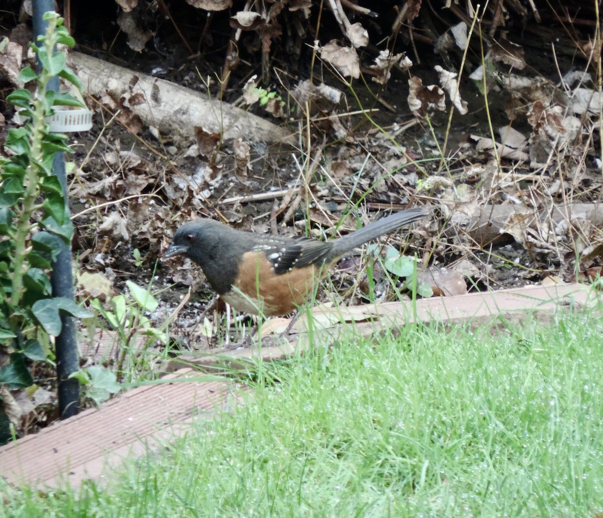 Spotted Towhee (oregonus Group) - ML643897871