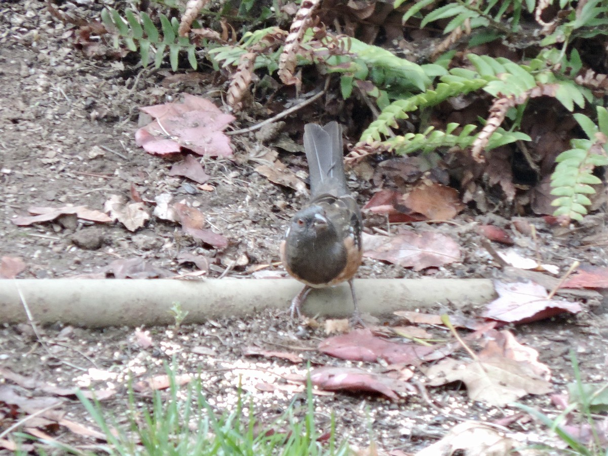 Spotted Towhee (oregonus Group) - ML643897872