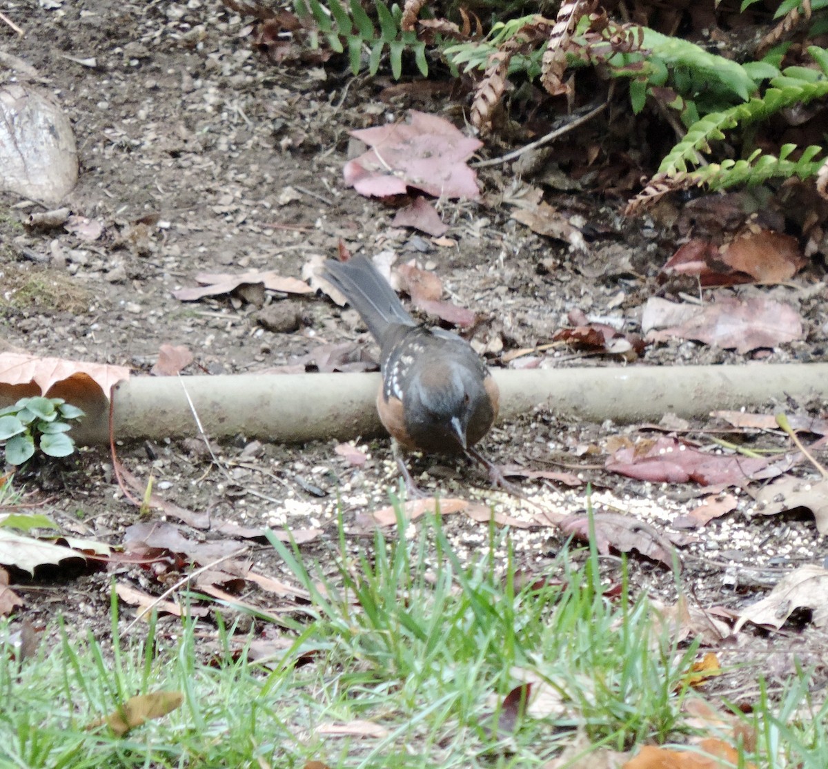 Spotted Towhee (oregonus Group) - ML643897874
