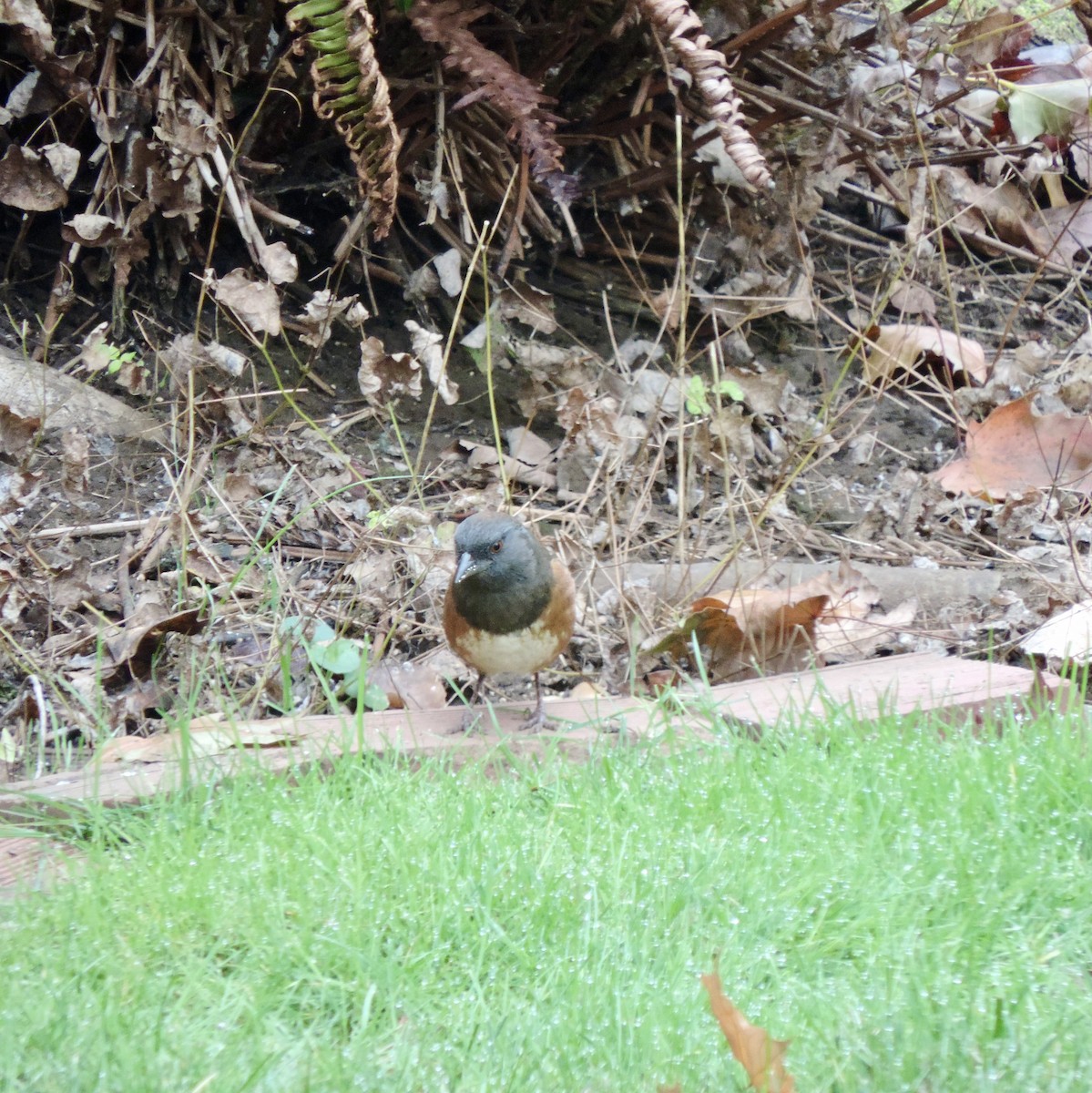 Spotted Towhee (oregonus Group) - ML643897875