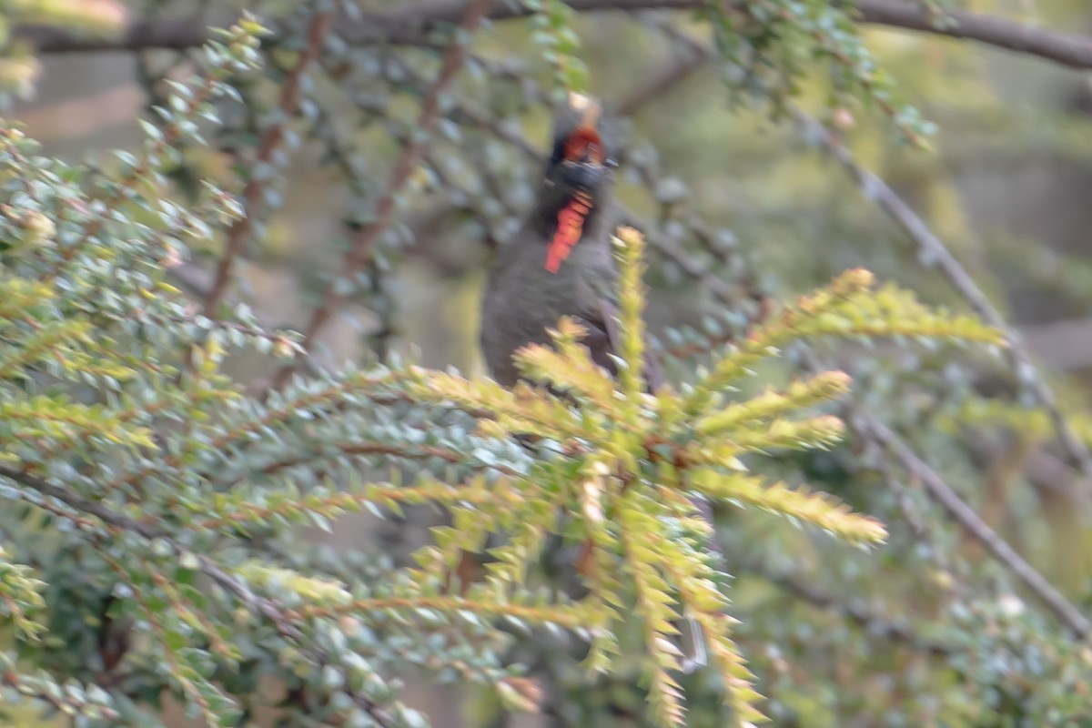 Rainbow-bearded Thornbill - ML643897876
