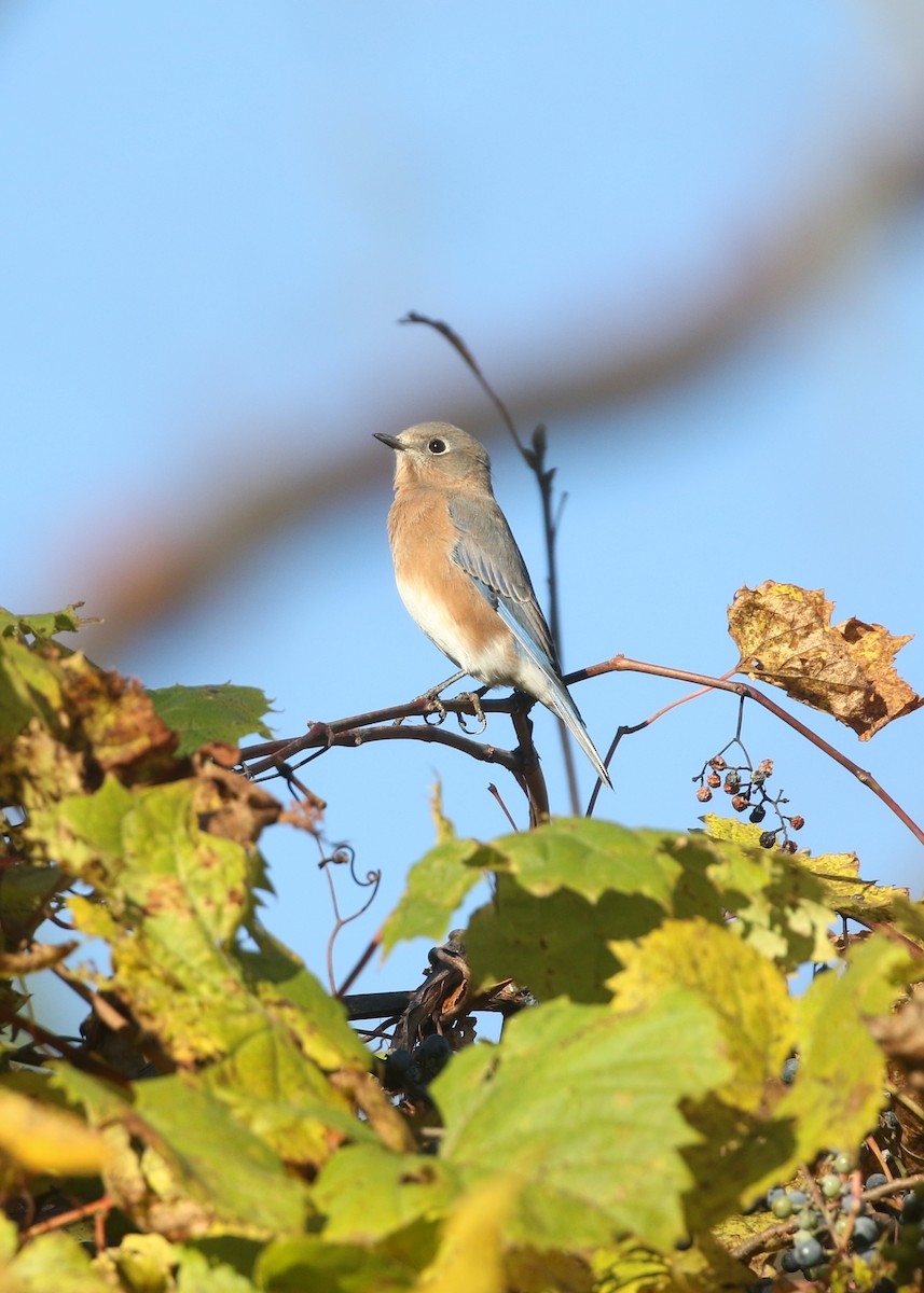 Eastern Bluebird - ML643897877