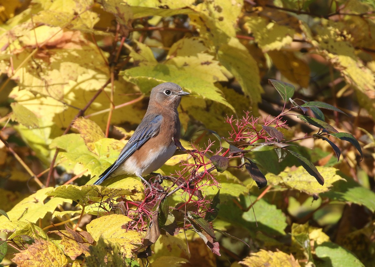 Eastern Bluebird - ML643897878