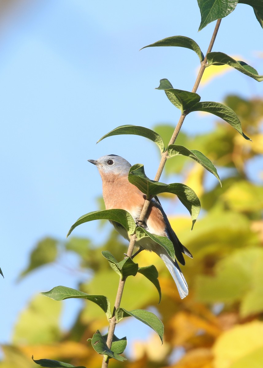 Eastern Bluebird - ML643897882