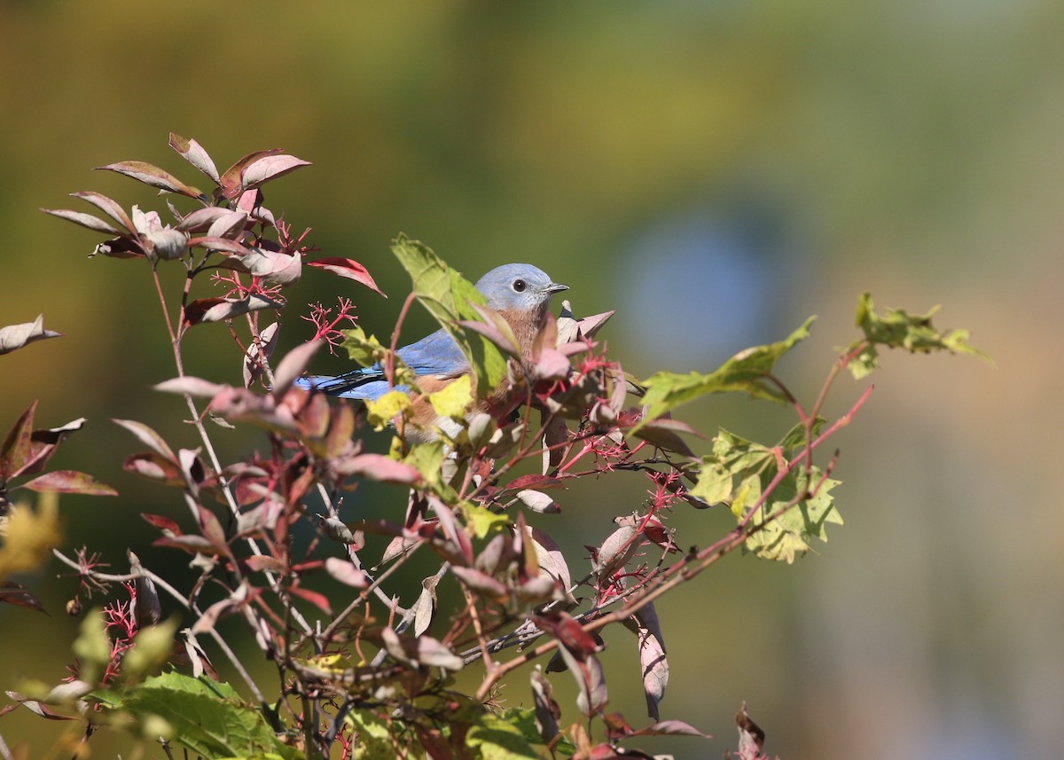 Eastern Bluebird - ML643897885