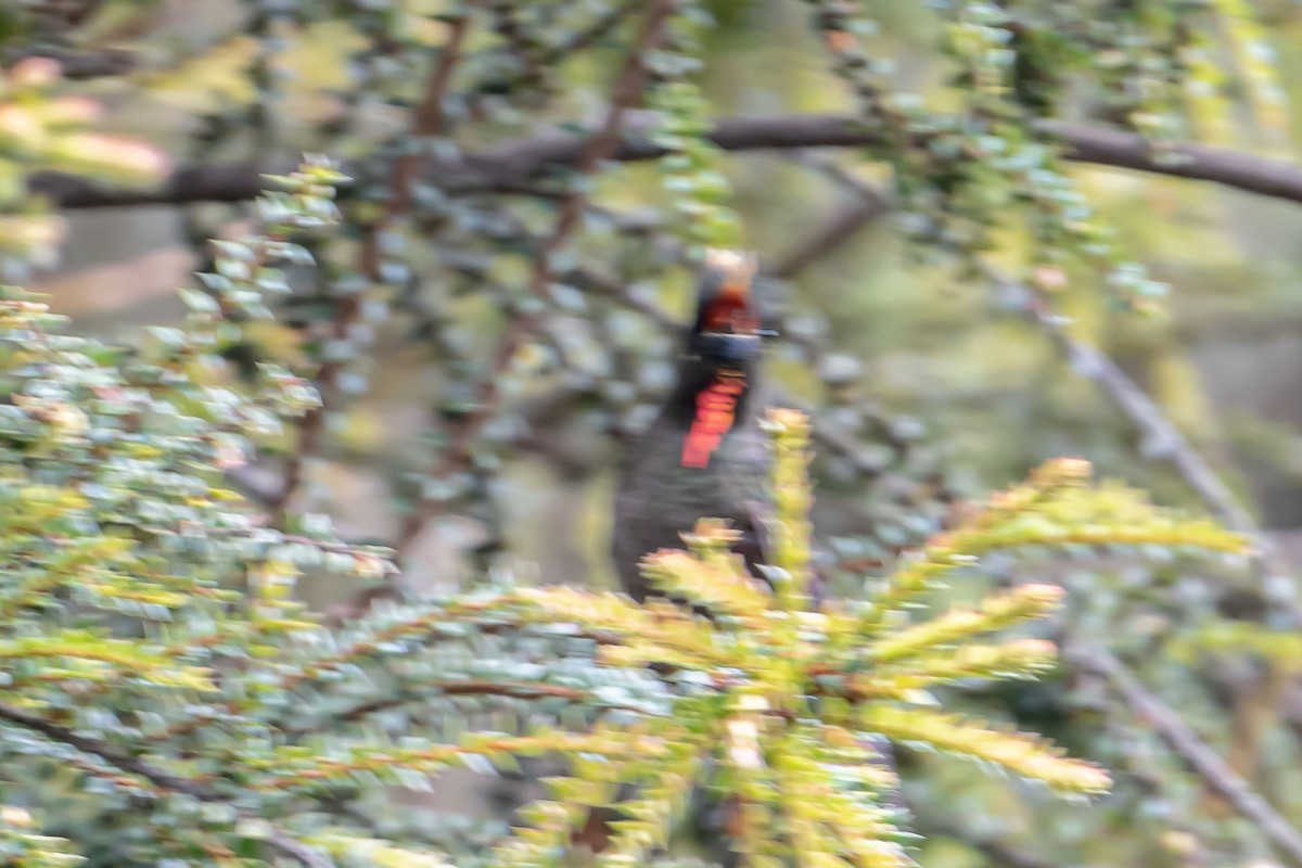 Rainbow-bearded Thornbill - ML643897892