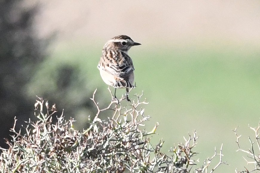 Whinchat - ML643897895