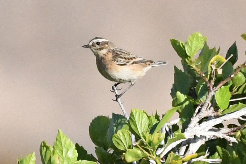 Whinchat - ML643897896