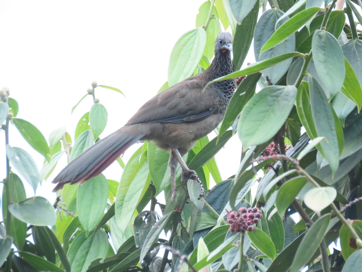 Ortalide de Colombie - ML643897897