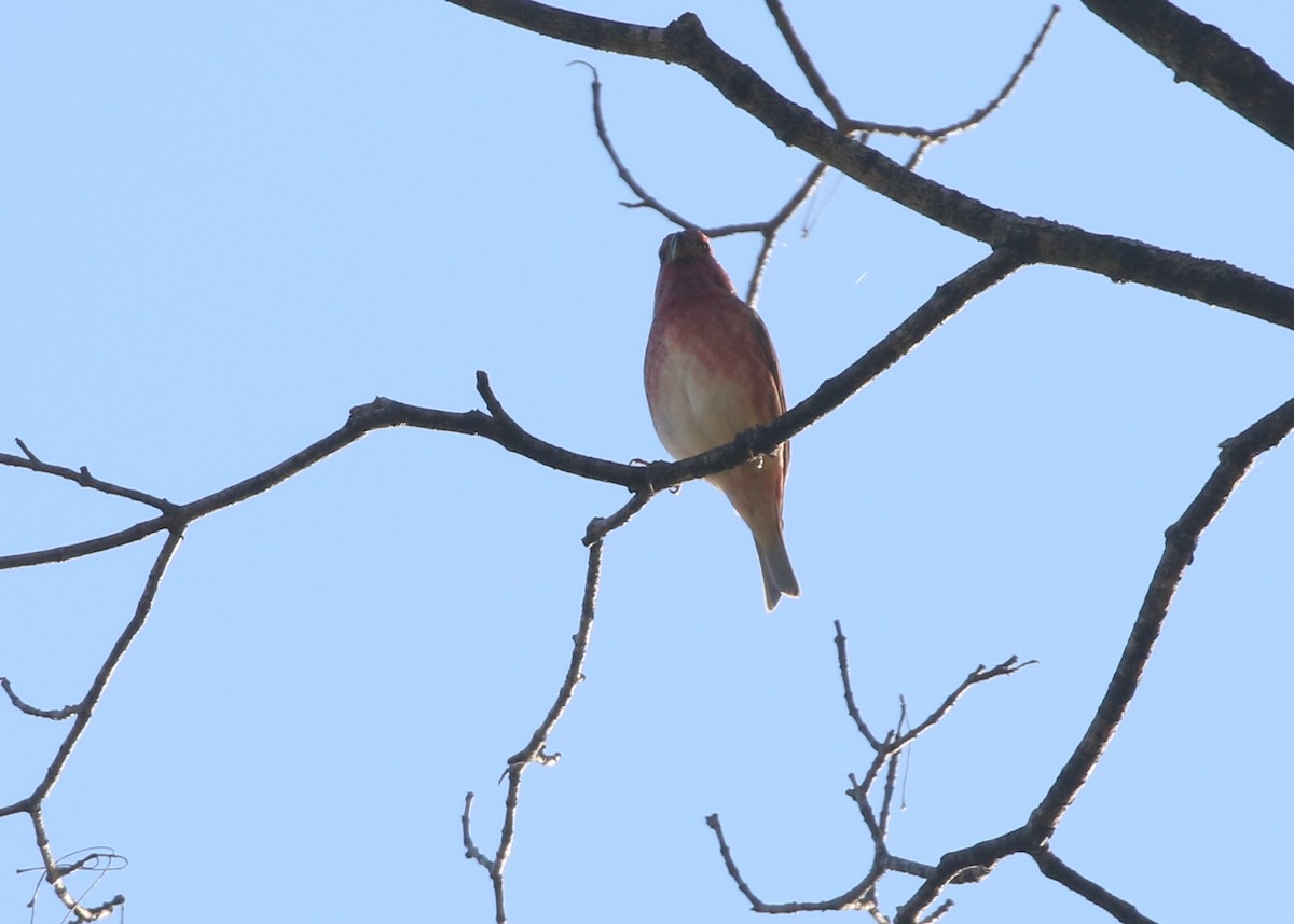 Purple Finch - ML643897904