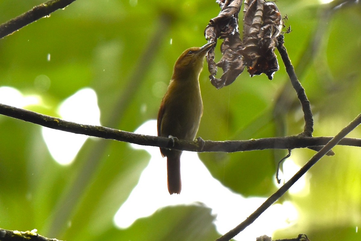 Russet Antshrike - ML643897905