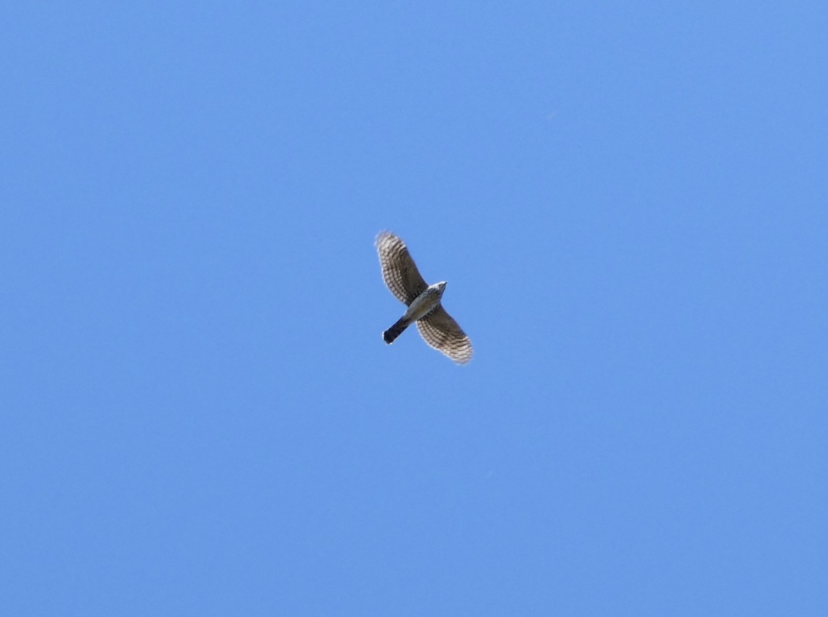 Cooper's Hawk - ML643897907