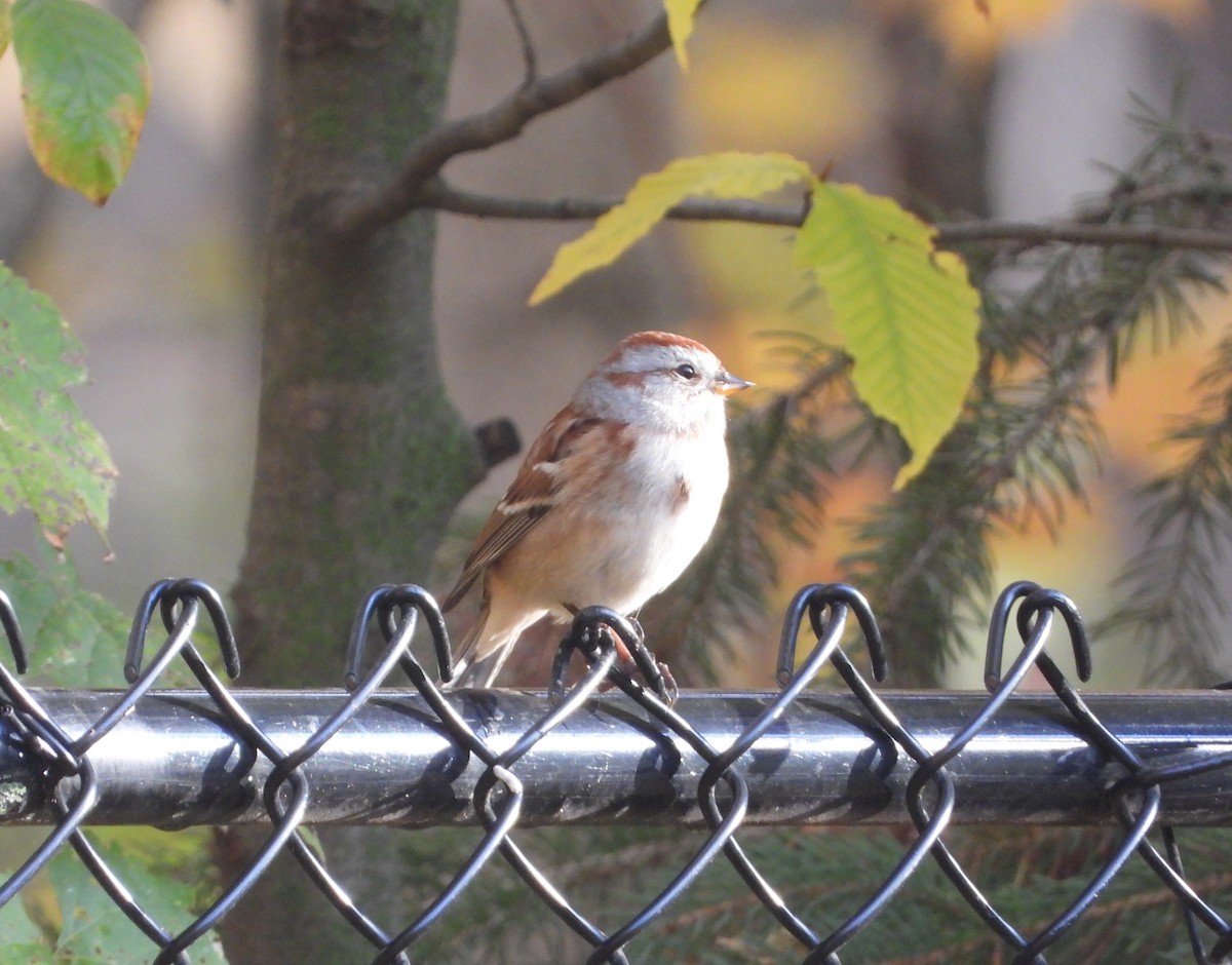 American Tree Sparrow - ML643897910