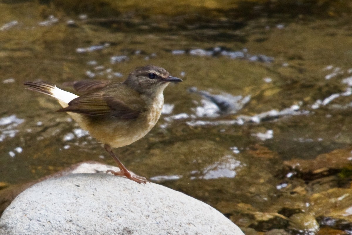 Buff-rumped Warbler - ML643897911