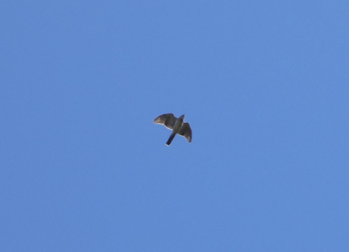 Cooper's Hawk - ML643897912