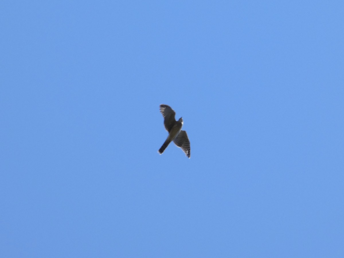 Cooper's Hawk - ML643897913