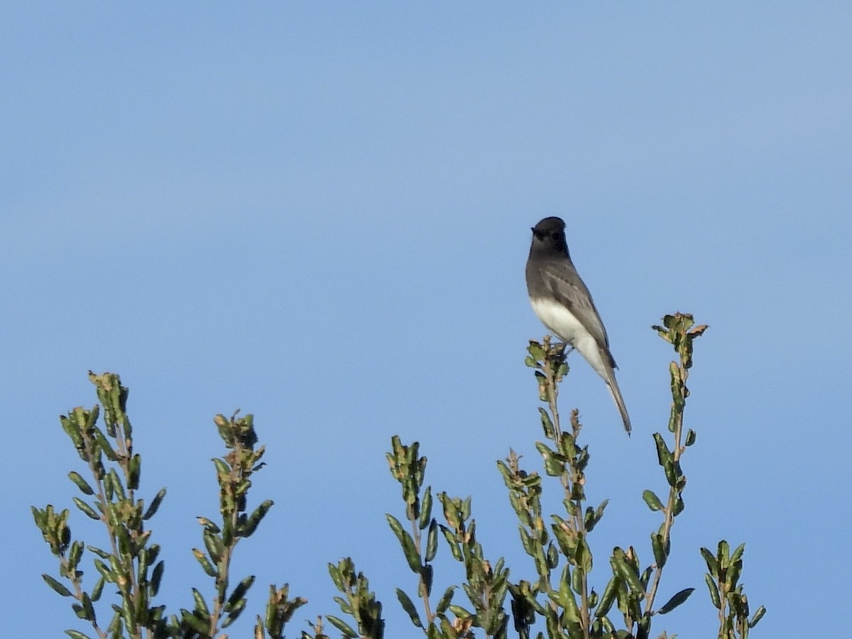 Black Phoebe - ML643897916