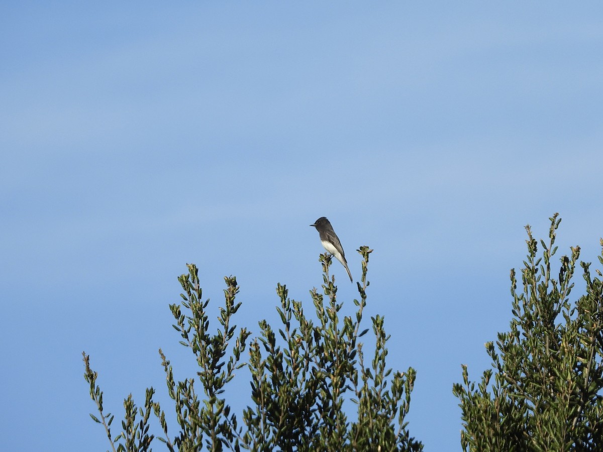 Black Phoebe - ML643897917