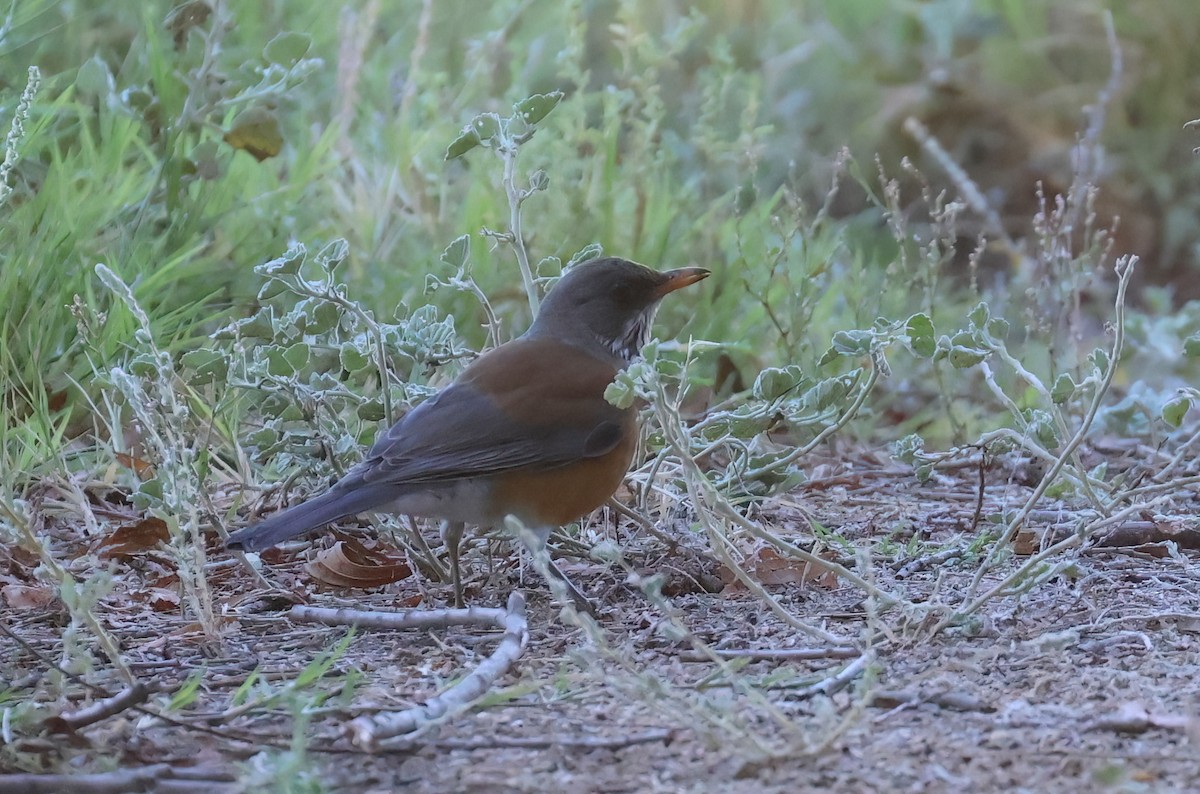 Rufous-backed Robin - ML643897918