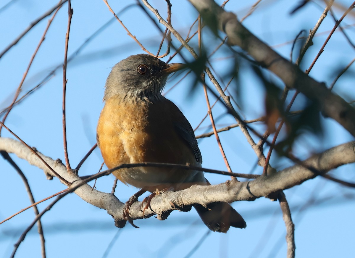 Rufous-backed Robin - ML643897919