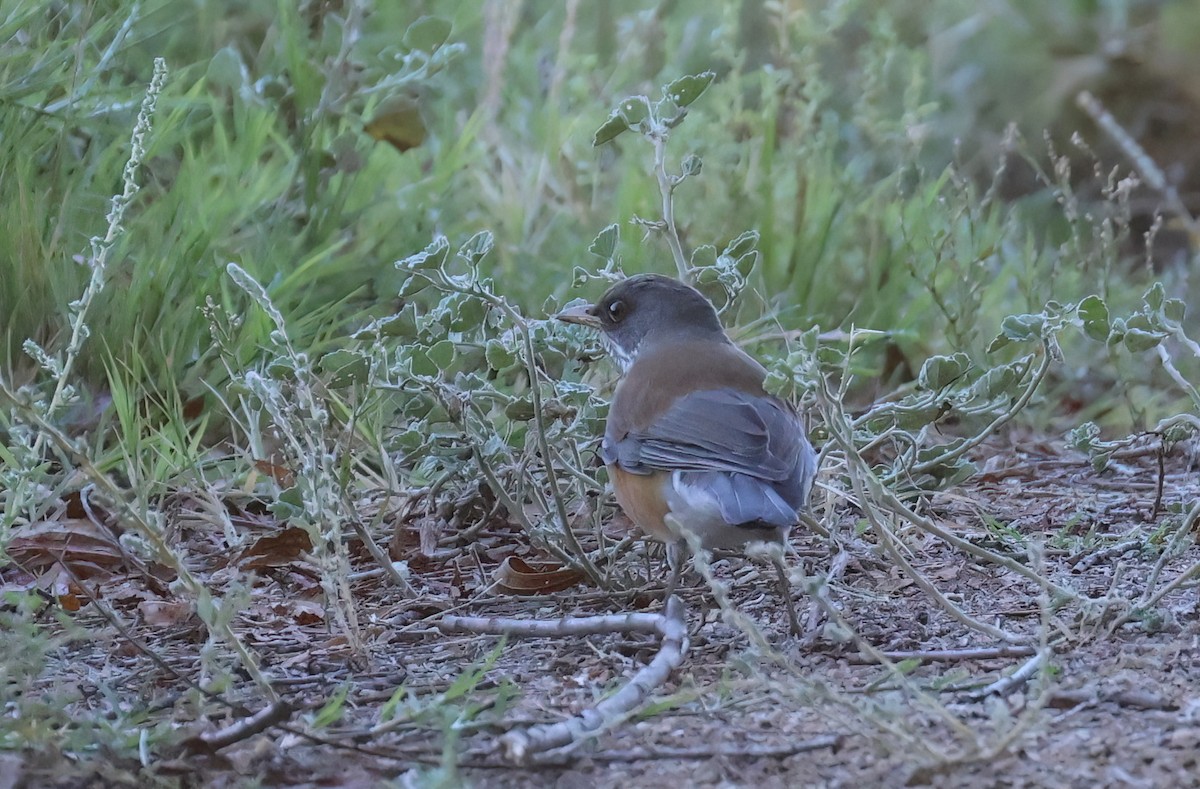 Rufous-backed Robin - ML643897920