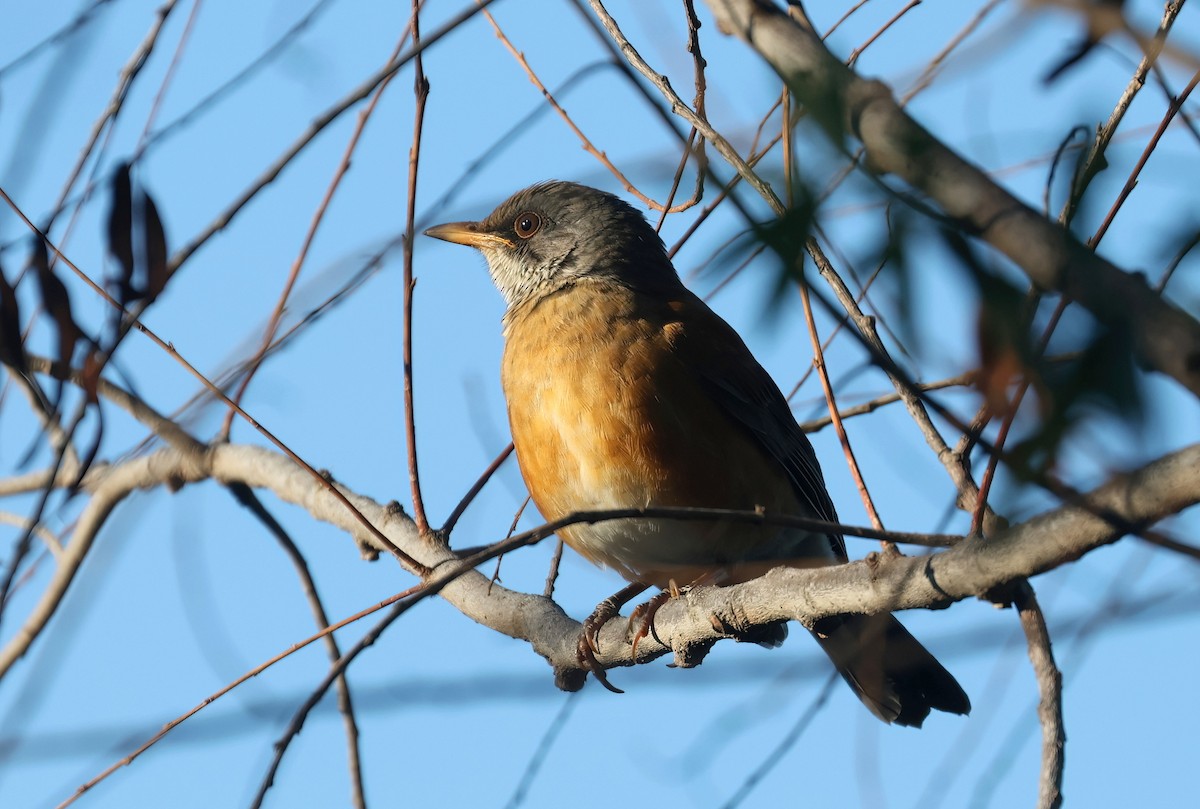 Rufous-backed Robin - ML643897921