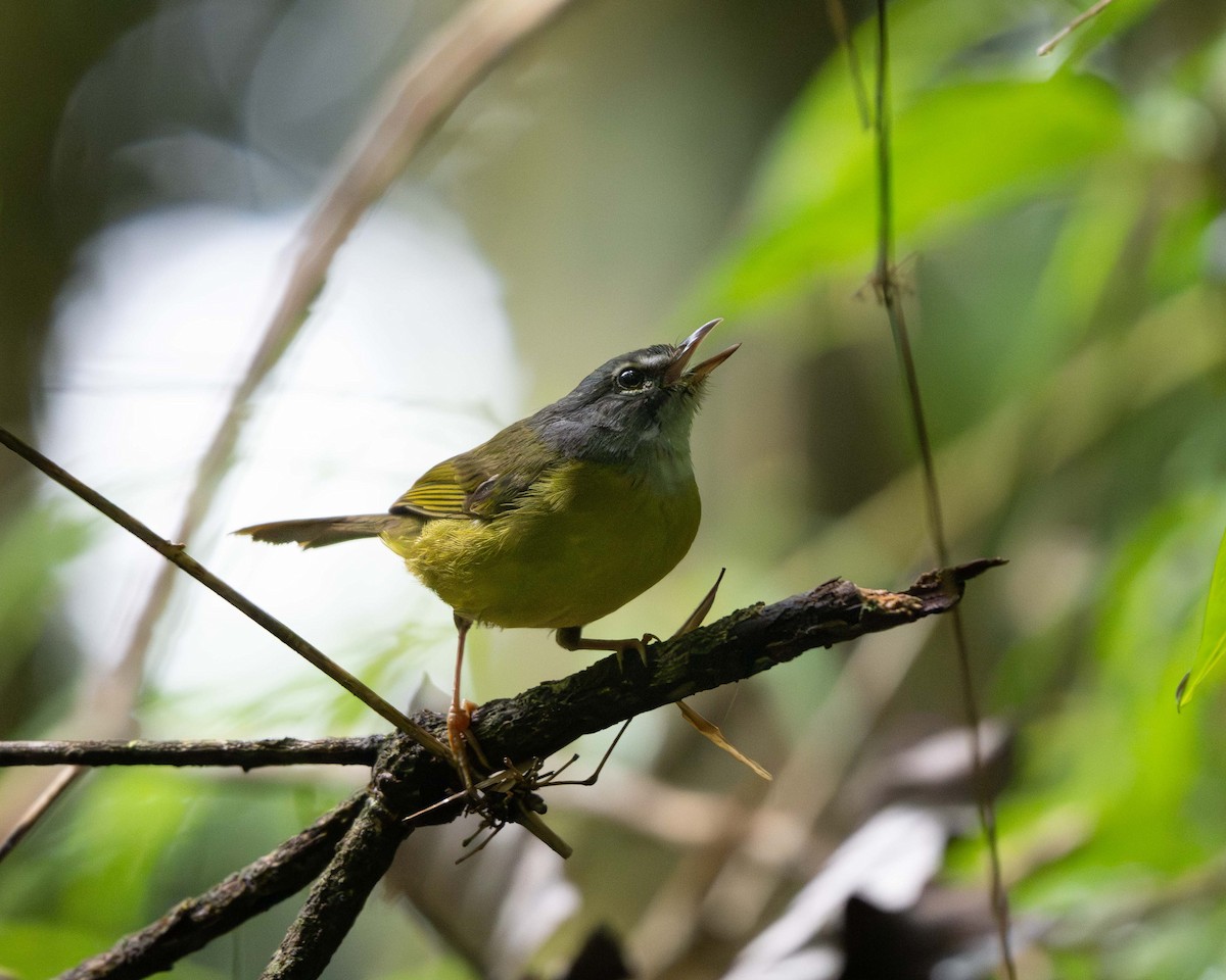 Weißzügel-Waldsänger - ML643897922
