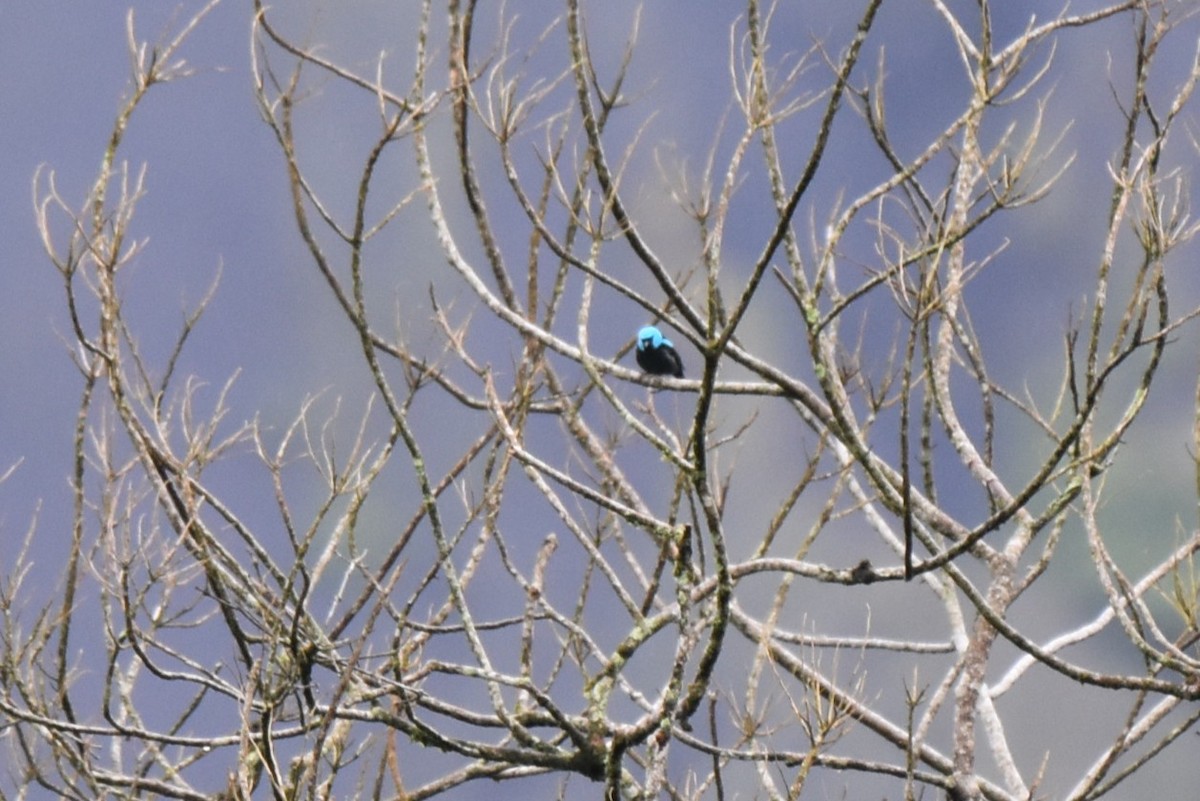 Scarlet-thighed Dacnis - ML643897934