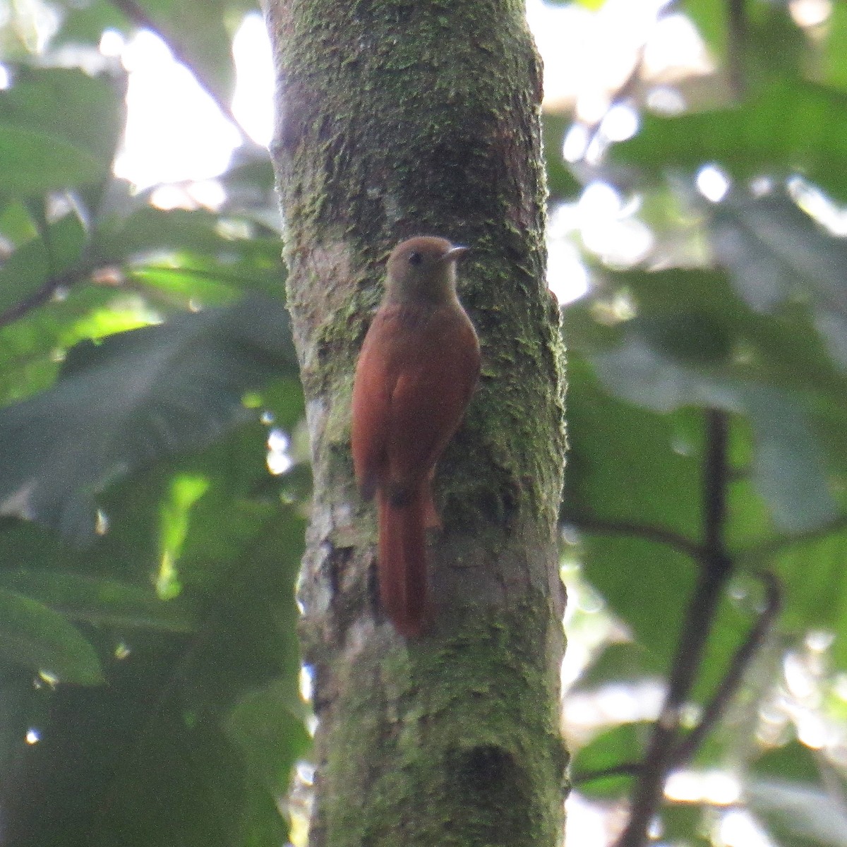 Olivaceous Woodcreeper - ML643897944