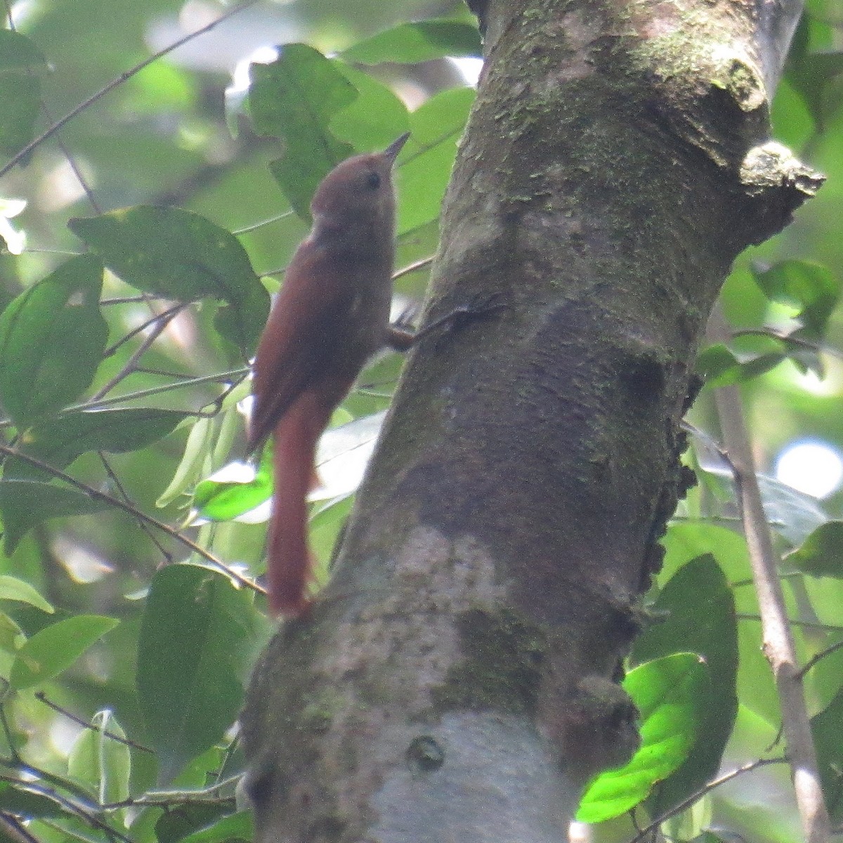 Olivaceous Woodcreeper - ML643897946