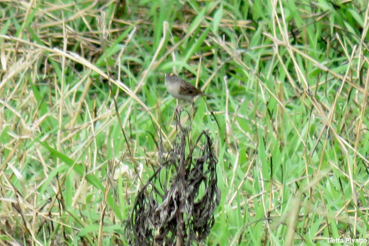 Grassland Sparrow - ML643897952