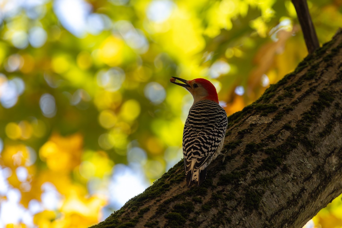 Red-bellied Woodpecker - ML643897956