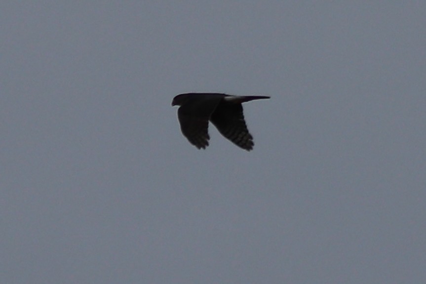 Cooper's Hawk - ML643897964