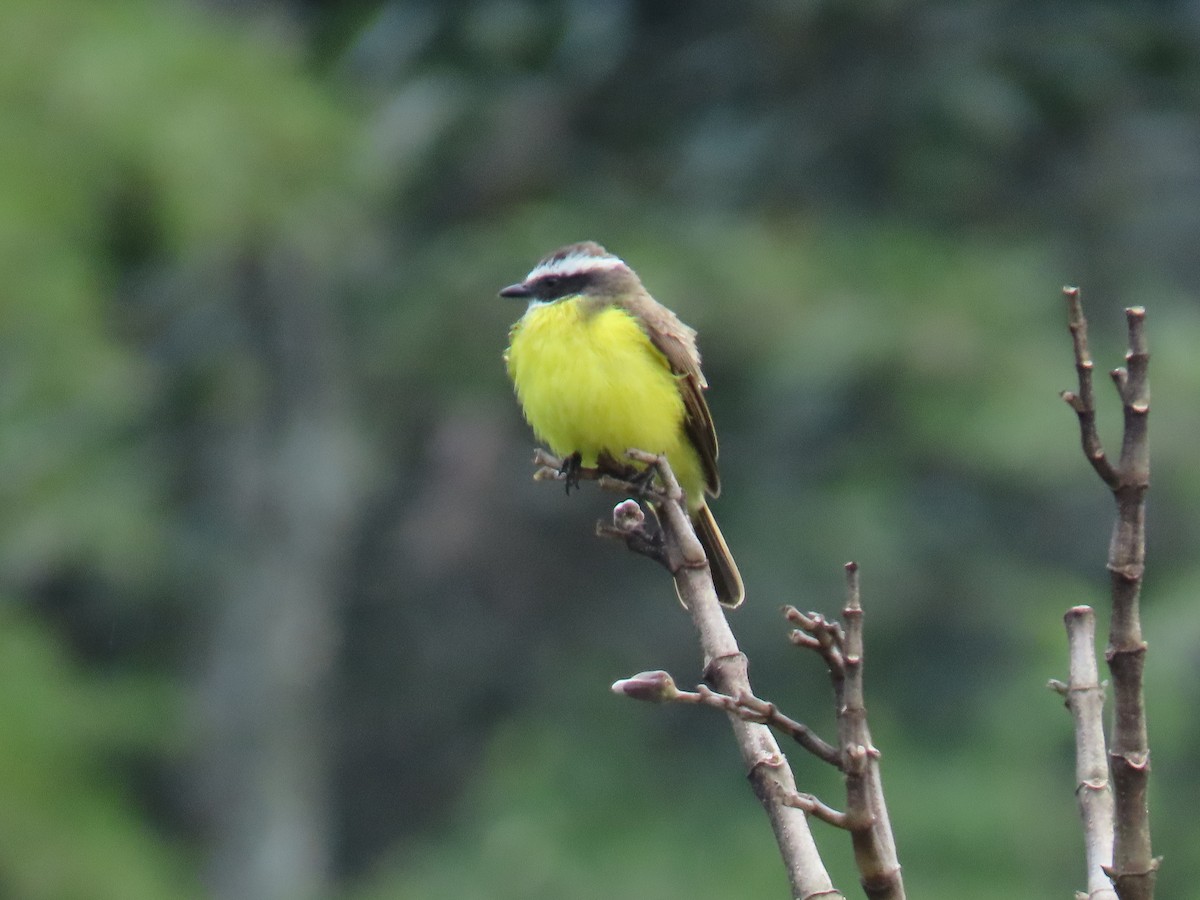 Rusty-margined Flycatcher - ML643897994