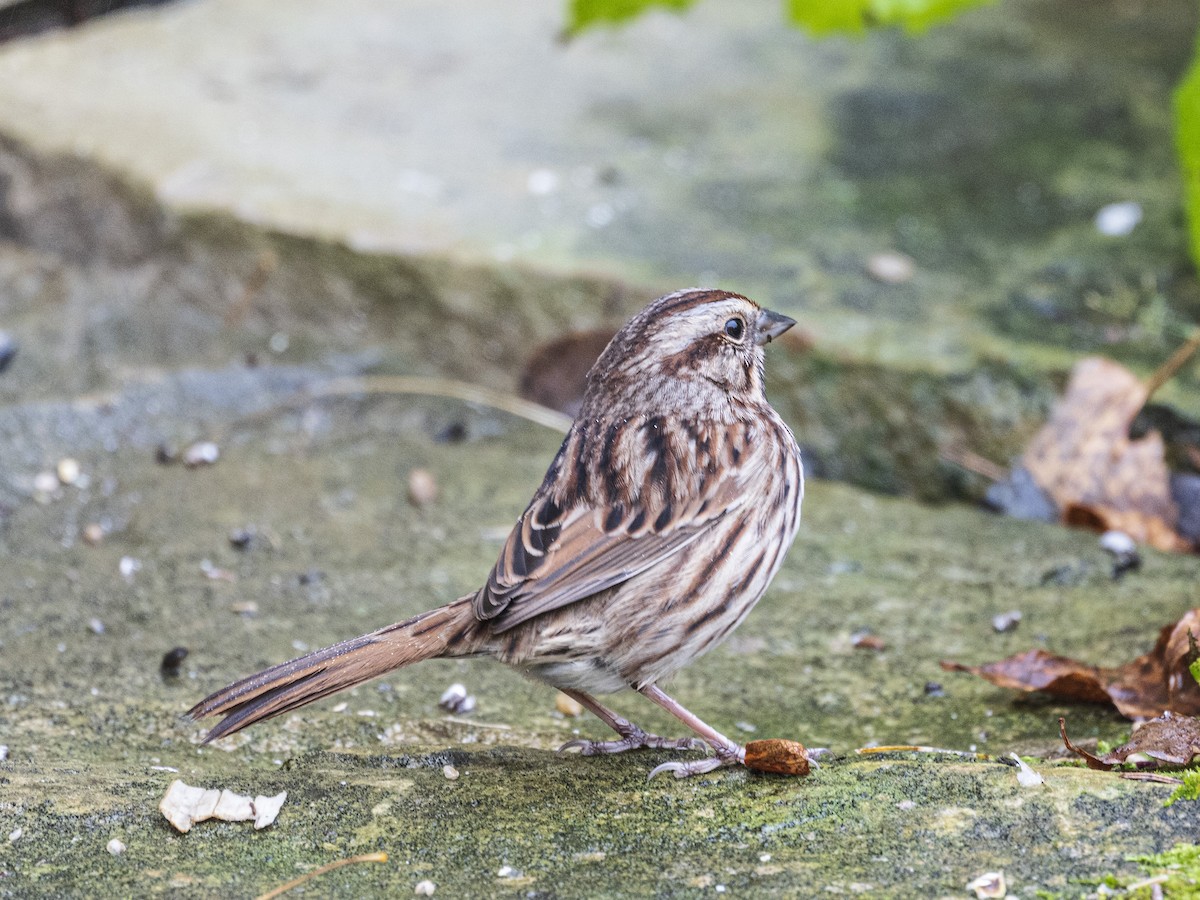 Song Sparrow - ML643898002