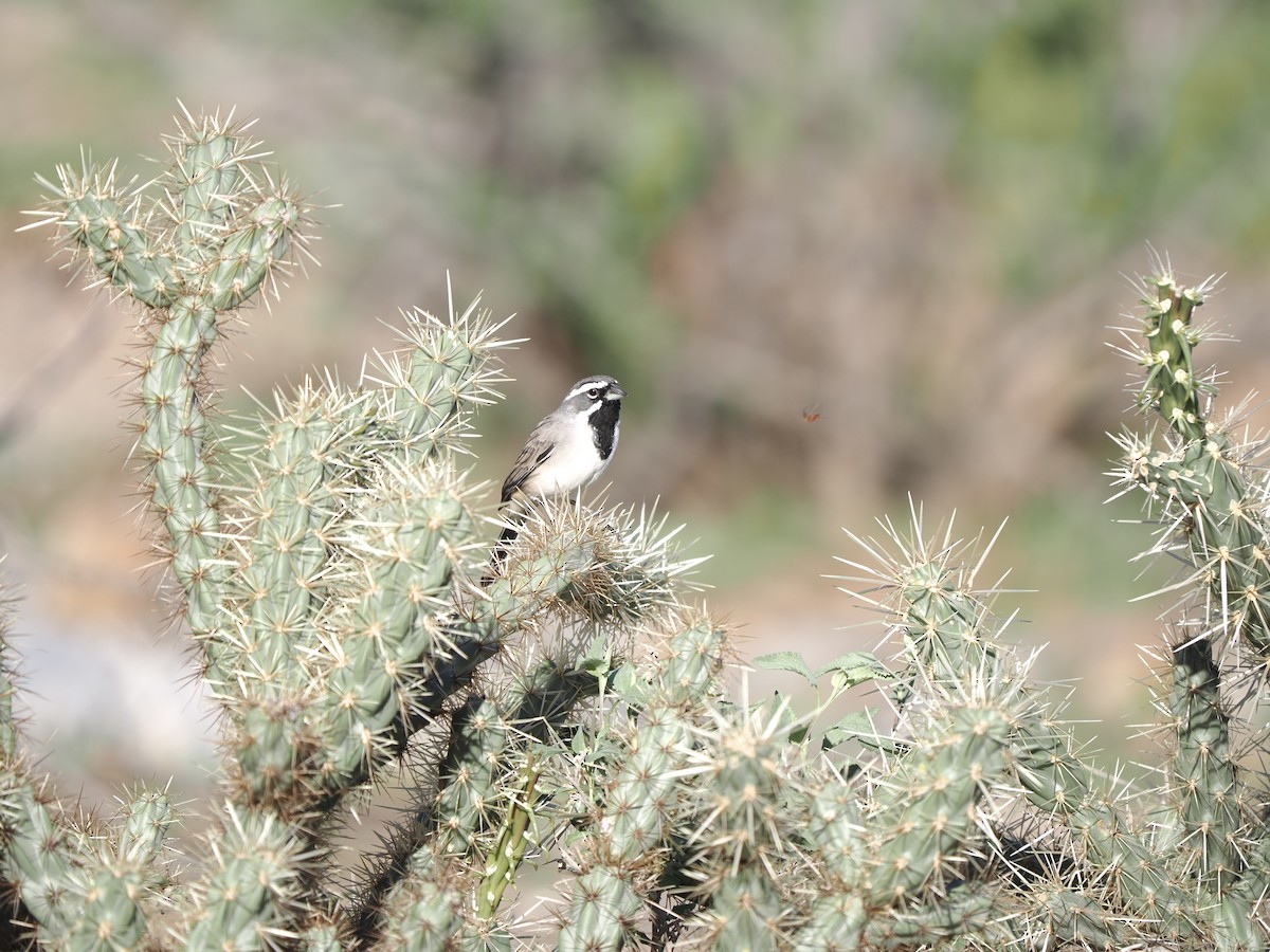 Black-throated Sparrow - ML643898022