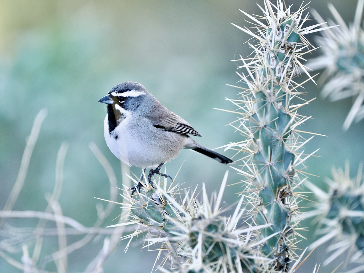 Black-throated Sparrow - ML643898023