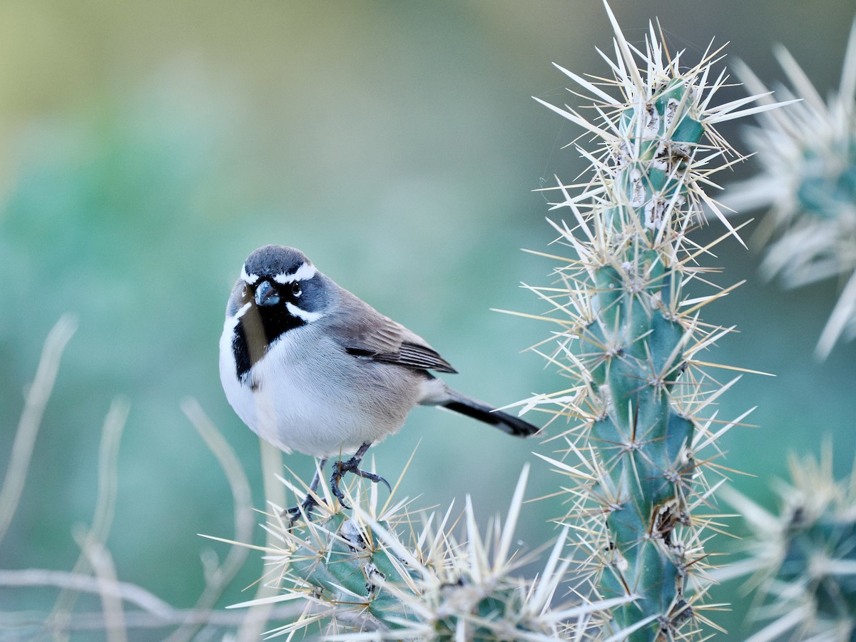 Black-throated Sparrow - ML643898024