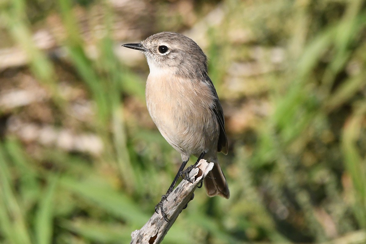 Fuerteventura Stonechat - ML643898027