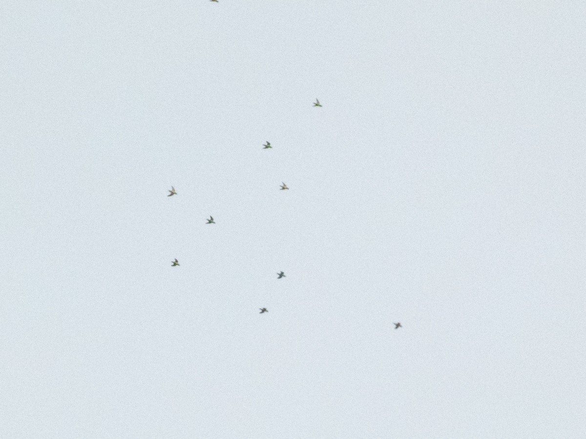 Barred Parakeet - ML643898030