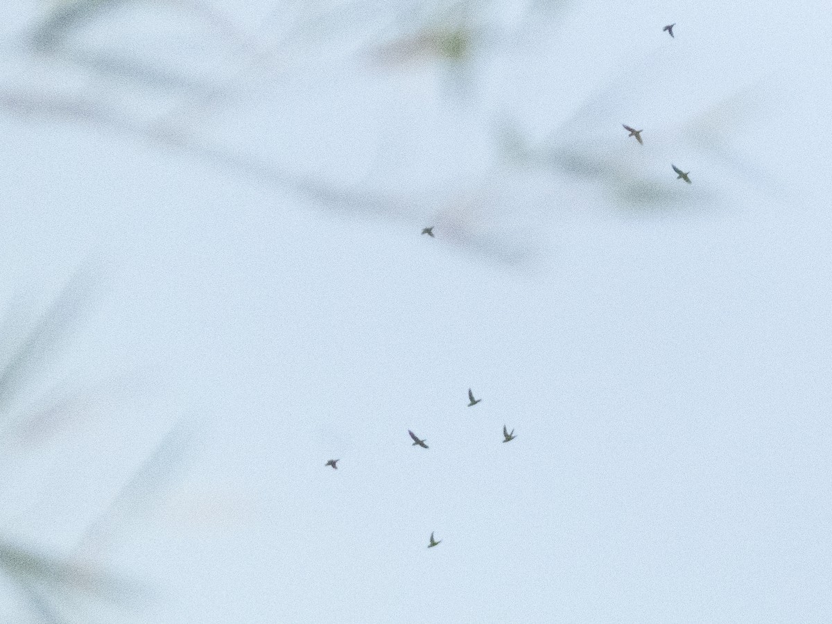 Barred Parakeet - ML643898031