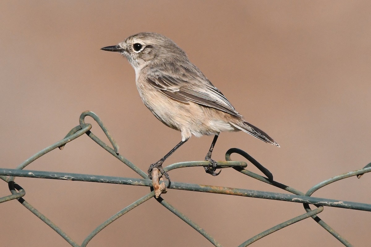 Fuerteventura Stonechat - ML643898035