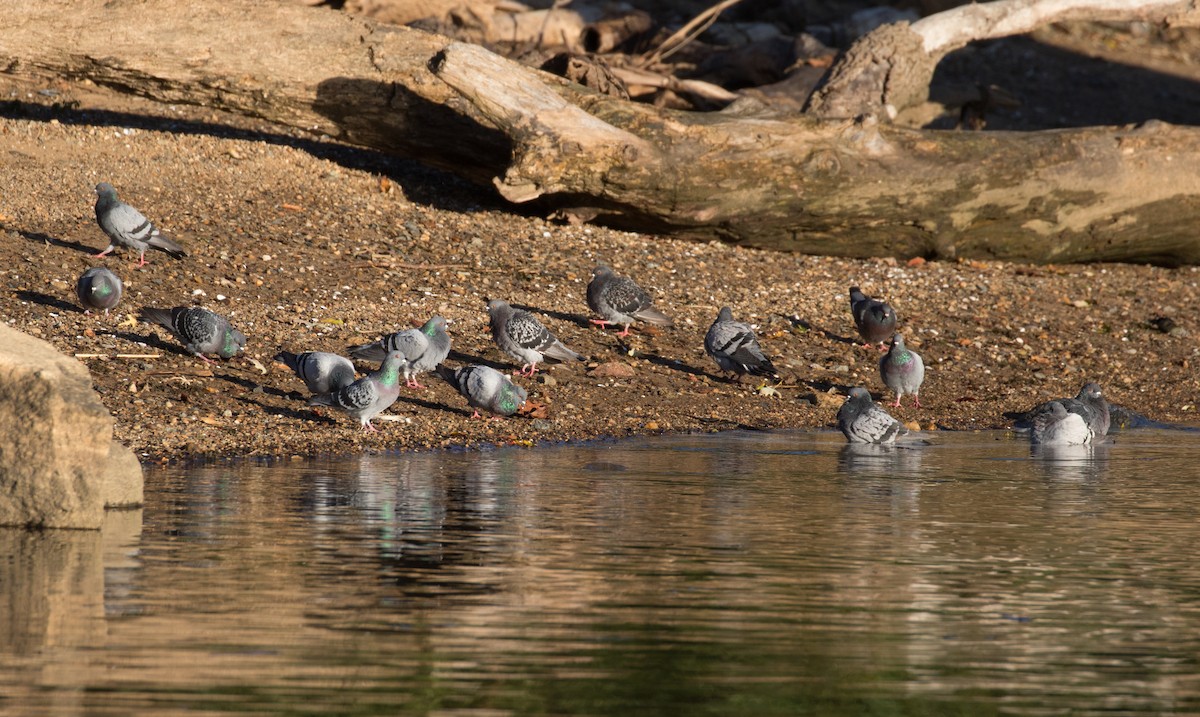 Rock Pigeon (Feral Pigeon) - ML643898039