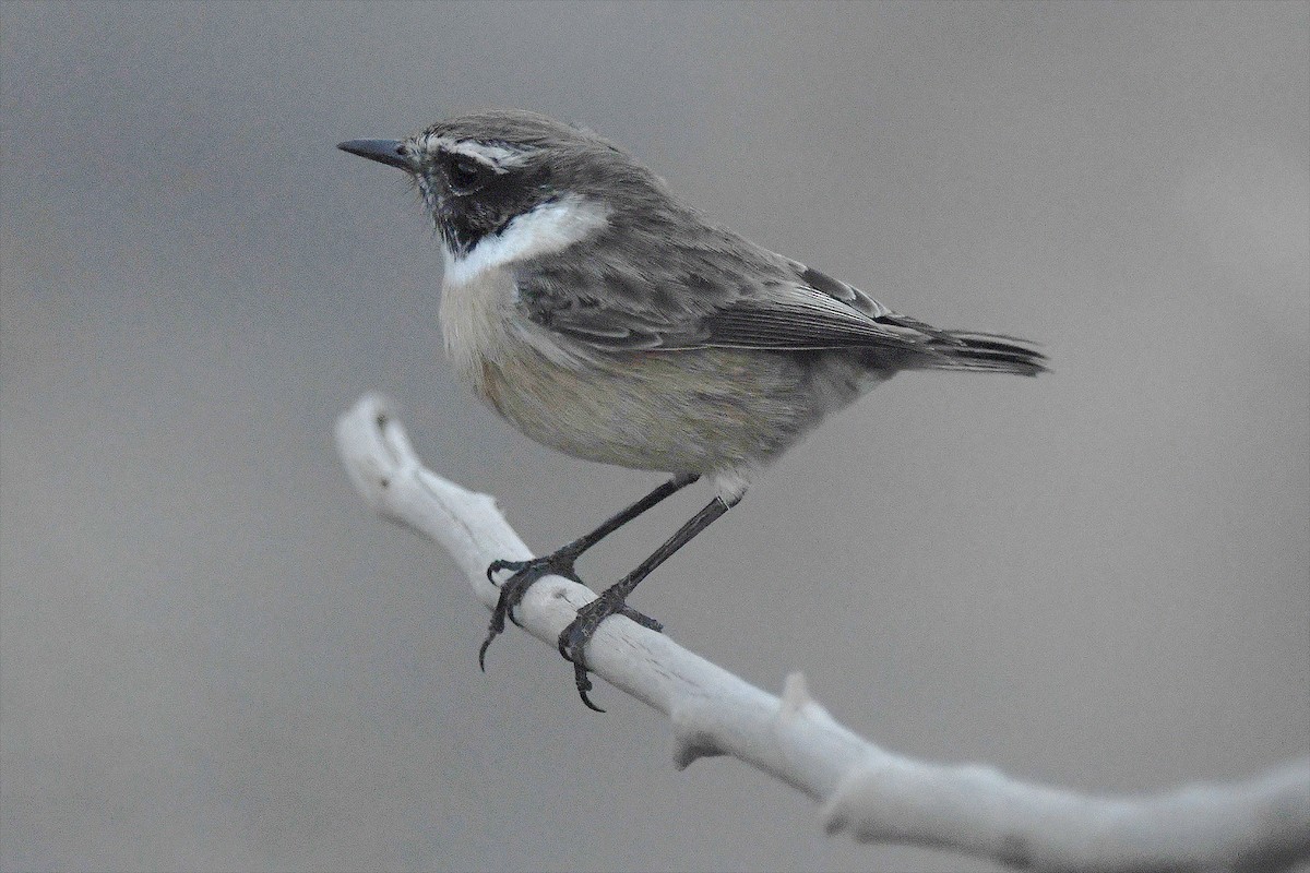 Fuerteventura Stonechat - ML643898041